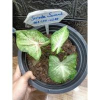 ราคา บอนสี ขุนไกร กระถาง8"10" (10351520339)