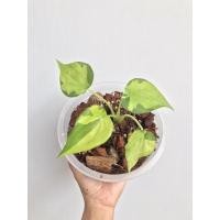 ราคา ต้นนางกวักใบโพธิ์ด่าง (11835526270)