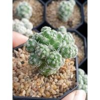 ราคา แมมตุ๊กตาญี่ปุ่น แคคตัส กระบองเพชร ต้นไม้จิ๋วน่ารัก (8172236021)