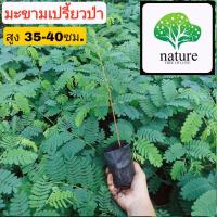 ราคา ต้นมะขามเปรี้ยวป่า สูง ต้นไม้ตาย เคลมฟรี ทุกต้น เฉพาะ ระหว่างขนส่ง เท่านั้น ต้นมะขามเปรี้ยว มะขามเปรี้ยว (7592028450)