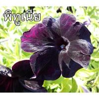 ราคา พิทูเนีย พิทูเนียดำ petunia black velvet พิทูเนียม่วง ดำม่วง สีดำ สีม่วง เมล็ดพิทูเนีย ดอกพิทูเนีย (7912341689)