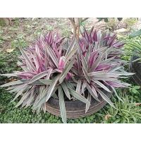 ราคา ว่านเพชรสายรุ้ง ว่านกาบหอยด่าง (17819551168)