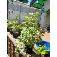 ราคา ต้นเล็บครุฑด่างแคระ ไม้มงคล,ในกระถาง5-6นิ้ว (4170370409)