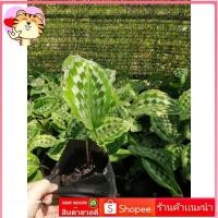 ราคา คล้านกคุ้ม ว่านกันภัย สิริมงคล ต้นไม้ตายระหว่างขนส่ง เคลมฟรี (19971184783)