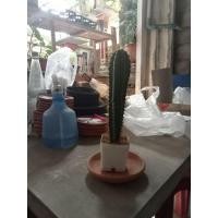 ราคา ต้นกระบองเพชรขนาดจิ๋ว ตกแต่งบ้าน (21670879472)