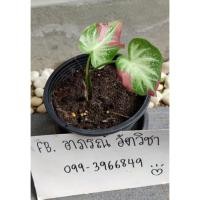ราคา ชายชล บอนสีชายชล บอนชายชล (12835043709)