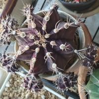 ราคา หน่อยิมโนด่างเด็ดสด ยิมโนด่างผิวเข้ม (4909446246)