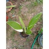 ราคา สาคูด่างหรือว่านมหาหงส์ (สาคูลาย) นกยูง (6895556647)