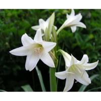 ราคา ว่านสี่ทิศสีขาวหายาก1หัวเล็กสมบูรณ์ไม้โบราณไม้ดอกไม้ประดับหายาก❣️ (16699644352)