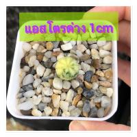 ราคา กระบองเพชรแอสโตรด่าง 1 cm (8473073556)