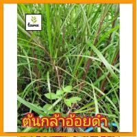ราคา ต้นอ้อยดำ อ้อยดำ สมุนไพร บำรุงไต อ้อยดำ หรือ อ้อยเเดง ต้นอ้อยเเดง (20474869253)