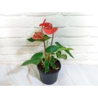 ราคา ต้นหน้าวัวแคระดอกสีแดง (11377414693)