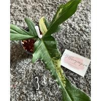 ราคา ก้ามกุ้งด่างฟิโลเดรนตรอน (14739994220)