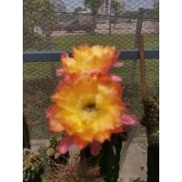 ราคา กระบองเพชร cactus ไม้กราฟ Echinopsis เหลืองปลายหยัก คัดพิเศษต้นแม่ให้ดอกบ่อย (15099001230)