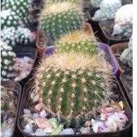 ราคา แคคตัส กระบองทอง (ส่งถอดกระถาง) (8716441236)