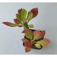 ราคา ว่านพญานาคราชว่านนาคราช (13011137434)