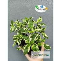 ราคา ต้นบุษบาฮาวายด่าง, บุษบาริมทาง, บุษบาพารวย ไม้กระถาง 3" (4063409848)