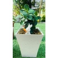 ราคา ไม้มงคล ช้อนเงิน ช้อนทอง (19810793228)