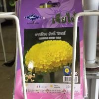 ราคา เมล็ดพันธ์ุดอกดาวเรือง พันธุ์ ฮันนี่โกลด์ (1883849013)