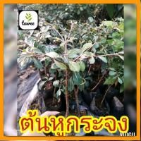 ราคา ต้นหูกระจง ต้นแผ่บารมี ไม้มงคล​ หูกระจง​ ต้นหูกระจง (22028570732)