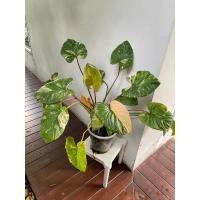 ราคา เสน่ห์จันทร์ประกายดาว (24950795121)