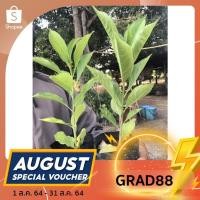 ราคา (ใช้โค้ด “GRAD88” ลด40% สูงสุด80.- ไม่มีขั้นต่ำ)เบาบับดิจิทาทา 3ต้น100บาท (3175587145)