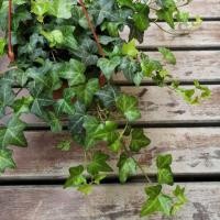 ราคา ต้นไอวี่ Ivy ฟอกอากาศ (2597621127)