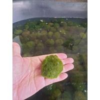ราคา Marimo มาริโมะ size4-5 cm (18966675900)