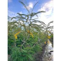 ราคา กิ่งตอน/ตุ้มตอน ชะอมไร้หนาม 50กิ่ง แถม1 กิ่ง (23173937824)