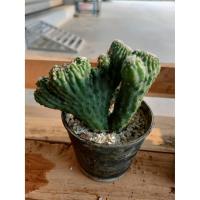 ราคา ต้นกระบองเพชร พร้อมกระถาง (9534467230)