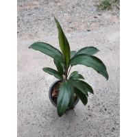 ราคา ทับทิมสยาม : ต้นไม้มงคล# ต้นไม้ฟอกอากาศ #ต้นไม้ตกแต่งบ้าน #ไม้ประดับ #ไม้ฟอกอากาศ #ต้นไม้มงคล #ต้นไม้สวยงาม (4851056770)