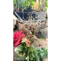 ราคา รากตำแยแมว รากสด ปลอดสารเคมี (30ราก 20บ.) (13298103582)