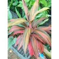 ราคา เพชรภัสสร ไม้เก่าโบราณ น่าสะสม (16484859241)