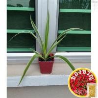 ราคา Spider Plant Young Plant (Chlorophytum comosum) saplings Ready movi/ผู้ชาย/เต๊ง/กระ/กระ/เชอร์เซล็ด/ชุ C6LJ (20670779523)