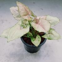 ราคา Syngonium Christmas ต้นออมคริสมาสต์สีชมพู หรือ ออมทรัพย์ ไม้มงคล ตระกูลเงินไหลมา (3583856619)