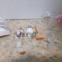 ราคา กาชาปอง กระต่าย (782139193)