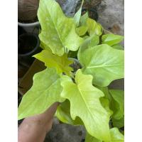 ราคา philodendron selloum gold ไม้มงคล ไม้ฟอกอากาศ ฟิโลเดนดอน มะละกอสีทองชุดใหม่สวยมาก (11562690053)