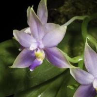 ราคา Phalaenopsis violacea sumatra blue กล้วยไม้ ฟาแลนนอปซิส ไวโอลาเซีย สุมาตรา บลู (16080461787)