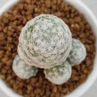 ราคา Cake Cactus Farm กระบองเพชร Mammillaria hamboldtii แมมลูกกอล์ฟ (2359830711)