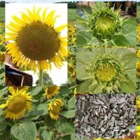 ราคา เมล็ดดอกทานตะวันดอกใหญ่ 100 เมล็ด (6736656685)