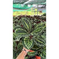ราคา คล้านกยูง คล้าอิลลาสติส Calathea roseopicta Illustris ต้นคล้า กระถาง 7 นิ้ว (19628636494)