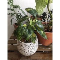 ราคา ฟิโลเดนดรอนเบอร์มาร์คด่าง(คอมแพค) (15745492349)