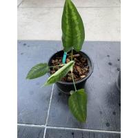 ราคา กวักพระพรหม// ไม้นิยม (11869226496)