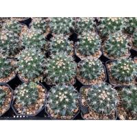 ราคา แมมหนามพิกุล ขนาด 5 ซม. (3451904569)