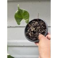 ราคา Alocasia หางกระเบน กระถาง 4 นิ้ว หางกำลังแหลมเลย (13282332575)