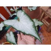 ราคา กวนอิม กวนอู กวนอิมบอนสีขาวสวยสง่า กุมภกรรณบอนสีแดงน่าเกรงขาม (14109845357)