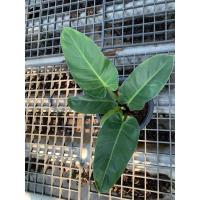 ราคา ต้นเศรษฐีรวยทรัพย์ ไม้มงคล กระถาง8นิ้ว (15161829771)