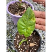 ราคา บอนหูช้างด่างเหลือง บอนหูช้าง (17929442691)