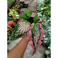 ราคา ฮกหลงชมพู บอนฮกหลงชมพูกัดสีสวยๆ (13843683109)