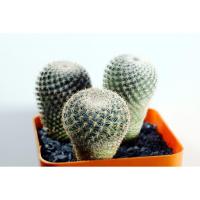 ราคา เมล็ด Mammillaria microthele 20 เมล็ด (691093438)